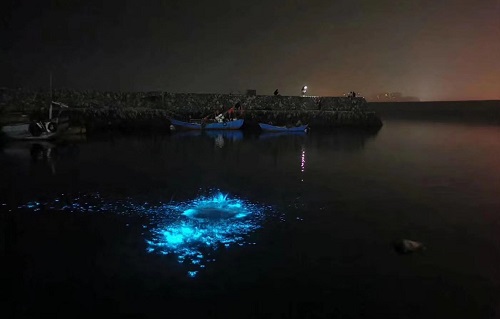平潭藍眼淚