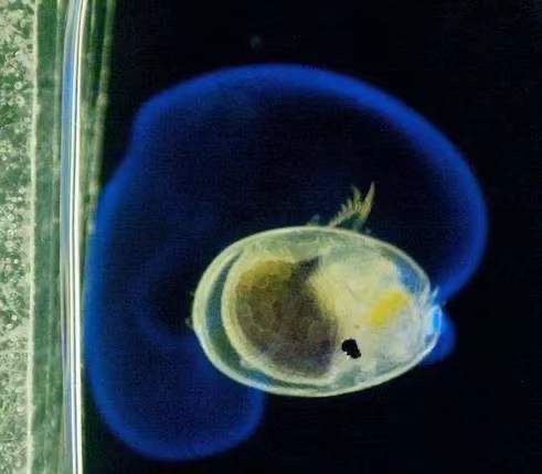 海螢